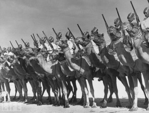 Camel-Cavalry