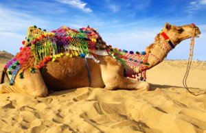 bikaner-camel-fest1