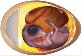 Embryo - A fertilized egg at any stage of development prior to hatching (Damerow, 2012)