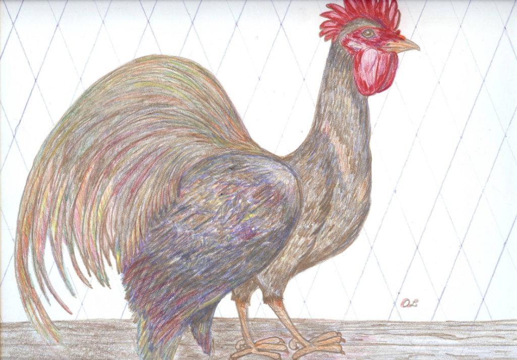 Rooster Drawing by Orpha Largen