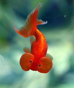 Enter the Goldfish