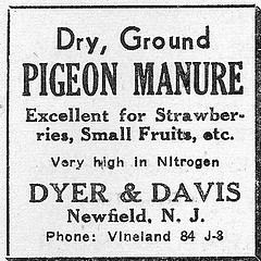 Pigeon manure sign