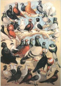 darwins-pigeons (1)