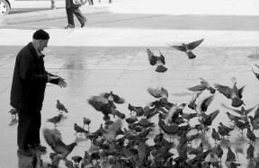man pigeon feeding