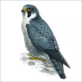 peregrine falcon 1