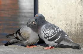 pigeons in love 2