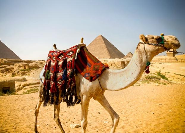 Camel Domestication