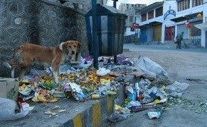Feral dog - India