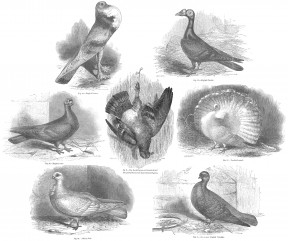Darwin pigeon line drawings