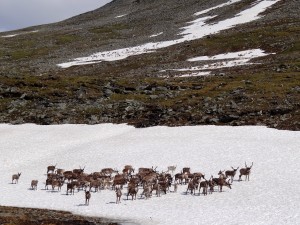 A small group of reindeer http://en.wikipedia.org/wiki/File:Reindeer-on-the-rocks.jpg