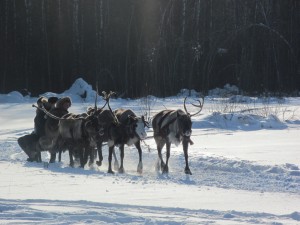 Reindeer pulling a sled in Russia http://en.wikipedia.org/wiki/File:Reindeer_pulling_sleigh,_Russia.jpg