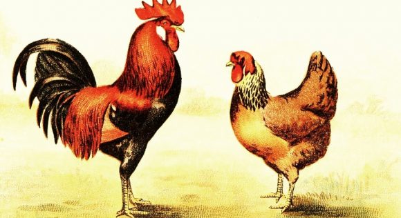 Animal Bird Chicken Leghorns 1024x6472